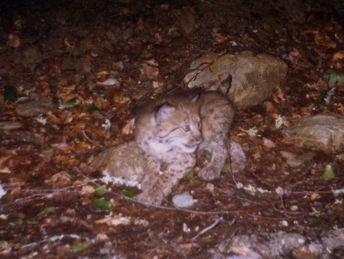 Balkan lynx kitten - hope for a small population?